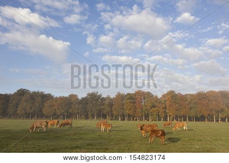 limousin cows in dutch meadow before autumn forest in warm morning light on utrechtse heuvelrug near Doorn