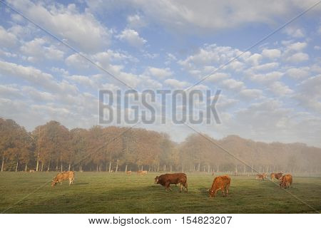 limousin cows and bull in dutch meadow before autumn forest in warm morning light on utrechtse heuvelrug near Doorn