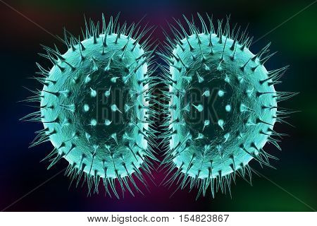 Bacteria Neisseria gonorrhoeae or Neisseria meningitidis, gonococcus and meningococcus, 3D illustration. Bacteria which cause gonorrhoeae. Bacteria which cause meningitis