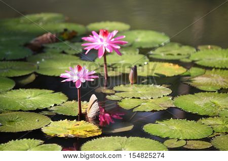 Multicolored flowers lilies grow in the water Thailand. Southeast Asia