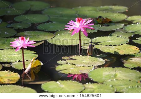 Multicolored flowers lilies grow in the water Thailand. Southeast Asia