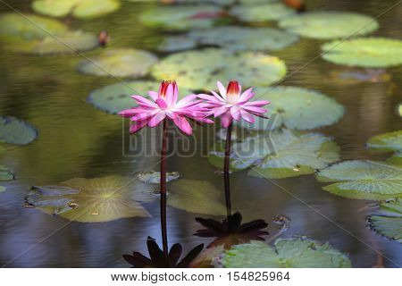 Multicolored flowers lilies grow in the water Thailand. Southeast Asia