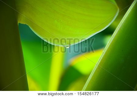 Water drops on the leaves, beautiful things in nature