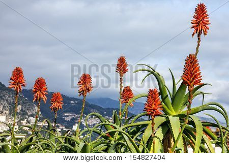 aloe vera flowers, Monaco natural landscape, France