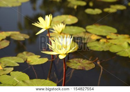Multicolored flowers lilies grow in the water Thailand. Southeast Asia