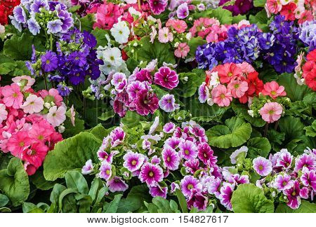 geranium multicilor spring flowers, home green plants