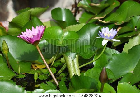 Multicolored flowers lilies grow in the water Thailand. Southeast Asia