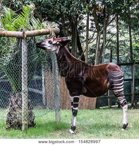 Okapi feeding in Lisbon zoo. Mammal animal