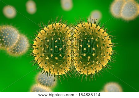 Bacteria Neisseria gonorrhoeae or Neisseria meningitidis, gonococcus and meningococcus, 3D illustration. Bacteria which cause gonorrhoeae. Bacteria which cause meningitis