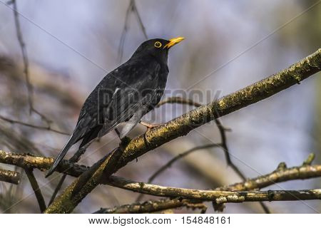 Blackbird (turdus Merula)
