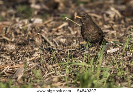 A blackbird on the ground is searching for fodder