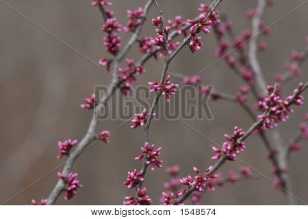 Flores silvestres