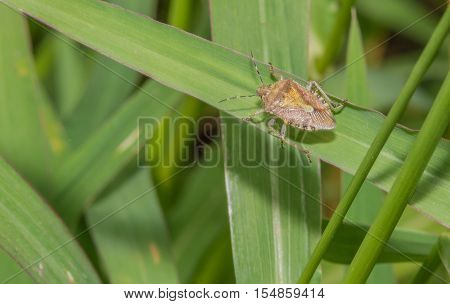 Closeup of a brown stinkbug crawling on a green leaf