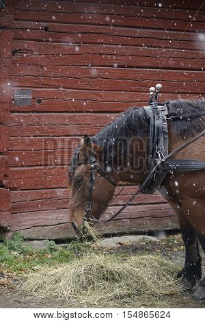 A horse is chewig up some grass while the first snow starts to fall in Sweden