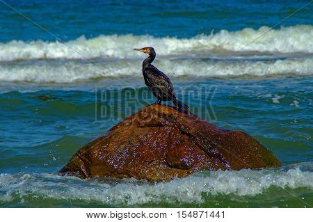 A big Kormoran at the baltic Sea