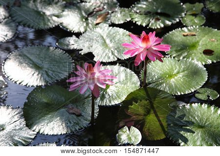Multicolored flowers lilies grow in the water Thailand. Southeast Asia