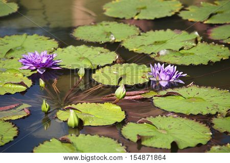 Multicolored flowers lilies grow in the water Thailand. Southeast Asia