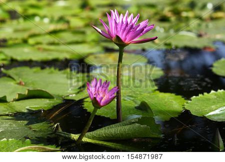 Multicolored flowers lilies grow in the water Thailand. Southeast Asia