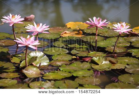 Multicolored flowers lilies grow in the water Thailand. Southeast Asia