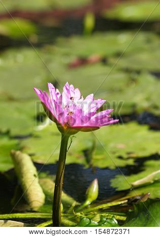 Multicolored flowers lilies grow in the water Thailand. Southeast Asia