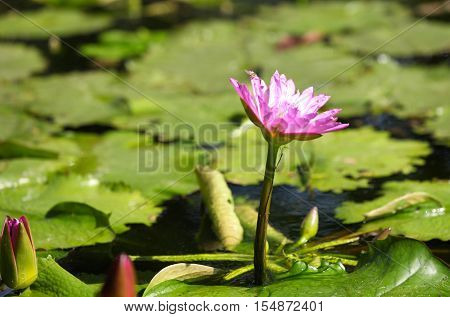 Multicolored flowers lilies grow in the water Thailand. Southeast Asia