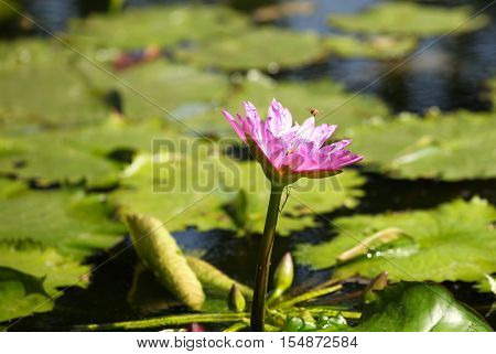 Multicolored flowers lilies grow in the water Thailand. Southeast Asia