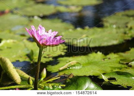 Multicolored flowers lilies grow in the water Thailand. Southeast Asia