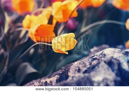 Beautiful fairy dreamy magic yellow tulip flowers with colorful bokeh toned with  filters in retro vintage color soft selective focus shallow depth of field blurry background