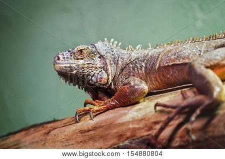 Closeup portrait of green American common iguana on a tree in zoo arboreal species of lizard reptilia