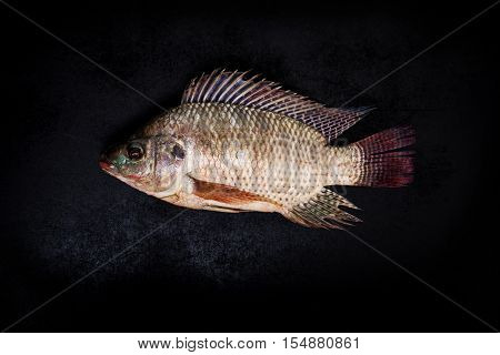 fresh tilapia fish on black wooden backgrund.