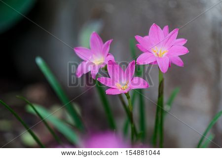 Beautiful Rain Lily Flower. Zephyranthes Lily ,fairy Lily, Little Witches. (zephyranthas Sp.)
