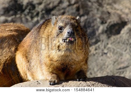 Rock Hyrax (procavia Capensis)