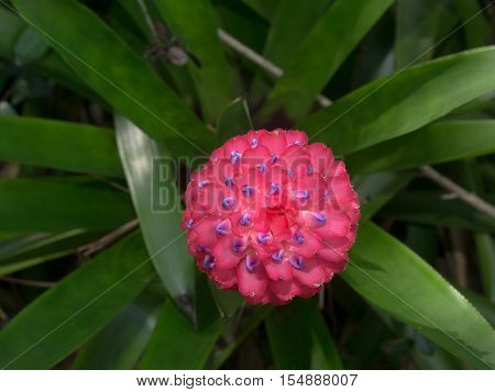 Top of Red Shampoo Ginger in Bok Tower Lake Wales Florida