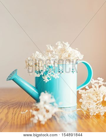 Old withered beautiful white heads flowers of hydrangea in a small blue watering can on a wooden table spring summer day blurry blurred soft focus Instagram filters used