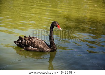 Black swan swimming in the pond. Close-up picture of swan with red beak surrounded by greenish water of reservoir.