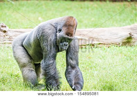 Silver back gorilla looking alert and menacing against a natural background