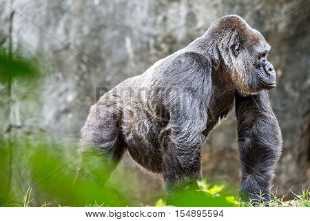 Silver back gorilla looking alert and menacing against a natural background