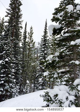 Untouched winter snow in the quiet woods