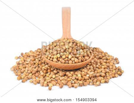 coriander seed in wooden spoon isolated on white