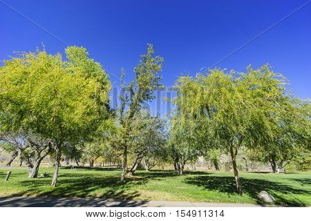 Fall Color Of Valyermo