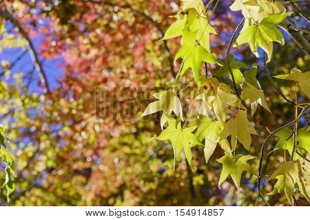Fall Color Of Valyermo