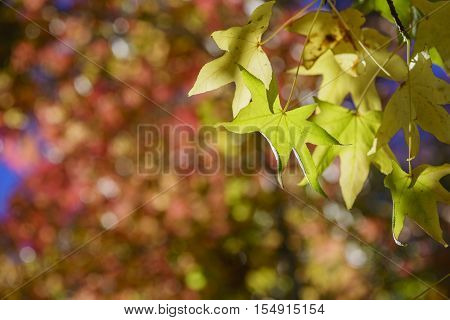 Fall Color Of Valyermo