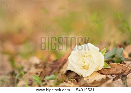 Closeup Photo Of A White Rose In Park