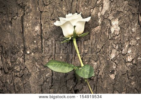 Soft Photo Of A White Rose On Wooden Background