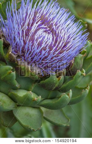 Single close up view of an Artichoke flower