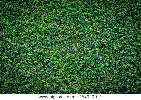 the green creeper plant  in the big garden