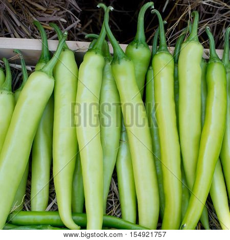 Chili Peppers in basket in the big market