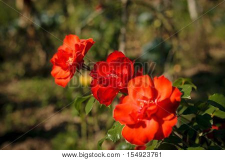 red orange rose - selective focus - outside picture