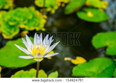 Close up small blooming white lotus in the pond