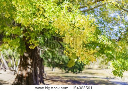 Fall Color Of Valyermo